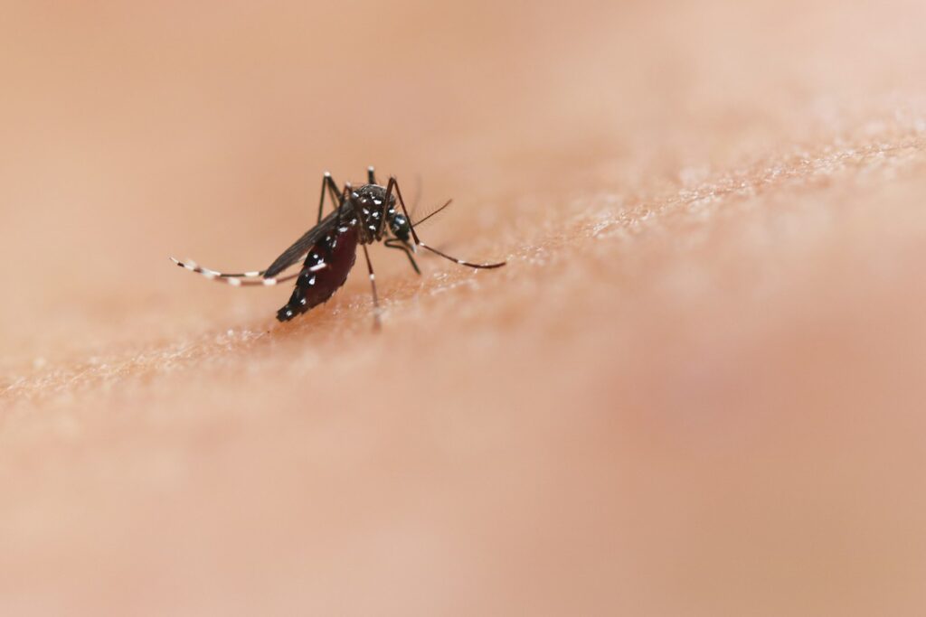 Mosquito sobre la piel