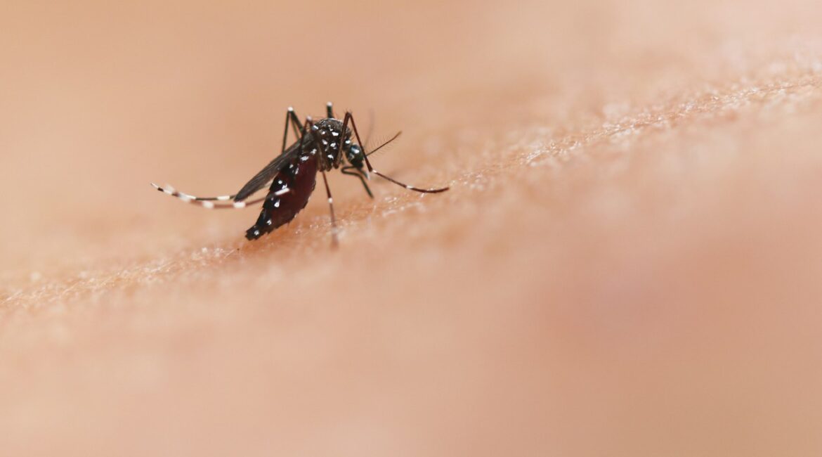 Mosquito sobre la piel